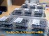 東京農工大学名誉教授「横山正ブランド」ブルーベリー新鮮果実：北方系4パック