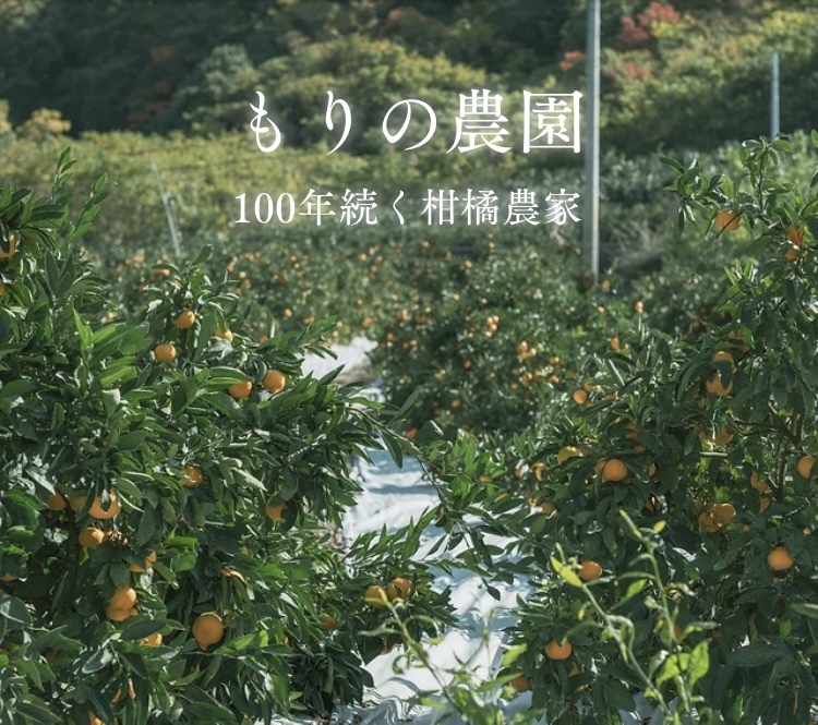 7✨高級柑橘 ☆せとか☆ 箱込み5キロ 瀬戸内から産地直送 - 果物