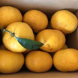 ずっしりたっぷり果実！甘夏4.5㎏【熱海・湯河原】