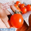 採れたてそのままミニトマト！大人気の品種３種類セット