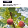 【クール便】減農薬 朝採り完熟いちじく　イチジク　希少　無花果　大阪　羽曳野