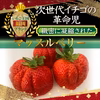 【次世代イチゴの革命児】市場に出回らない糖度と旨味を緻密に凝縮したマッスルベリー