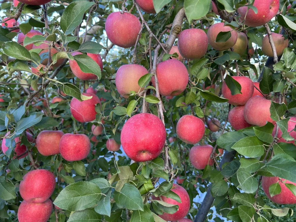 家庭用　りんご紅白詰め7個〜9個入り