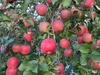 家庭用　りんご紅白詰め7個〜9個入り