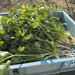 路地　パクチー根つき　農薬は使ってません