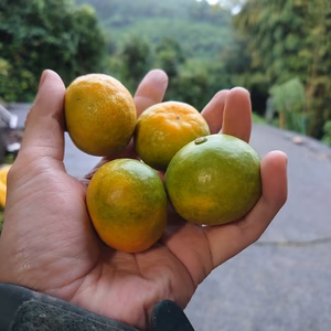 小さい！（味が濃い）3kg　みかん(極早生)ゆら早生 3kg 数量限定です。