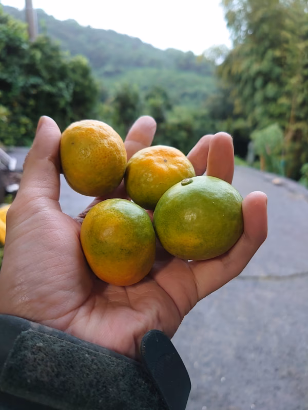 小さい！（味が濃い）3kg　みかん(極早生)ゆら早生 3kg 数量限定です。
