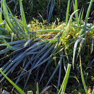 【強風被害50％OFF】【農薬・化学肥料不使用栽培】青森県産　たおれネギ　