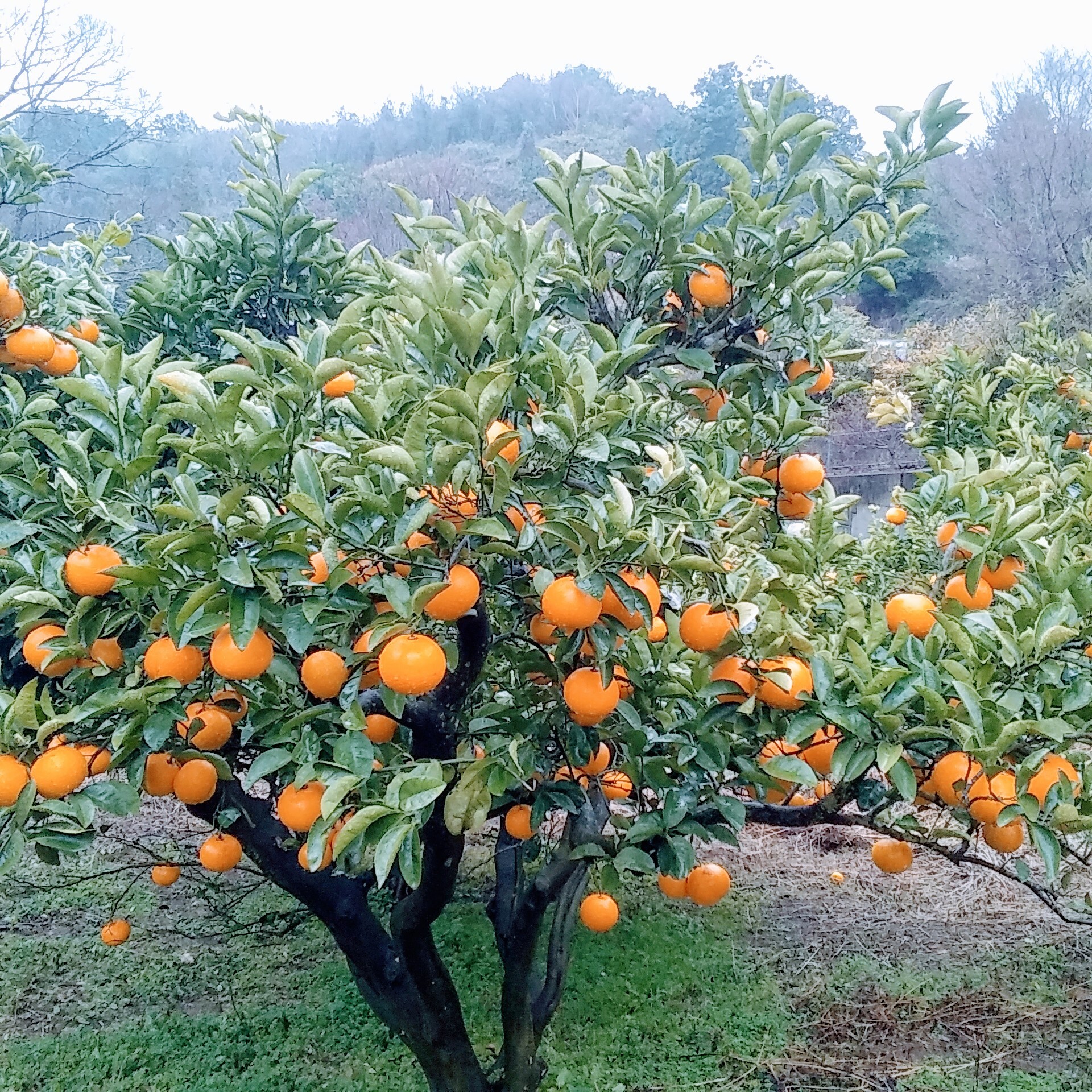 有田産「樹成りポンカン」2キロ - 果物