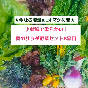 ★増量中！★たてやまかおり菜園『春のサラダ野菜セットＭ８品目』