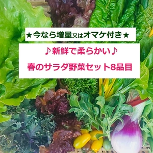 ★増量中！★たてやまかおり菜園『春のサラダ野菜セットＭ８品目』