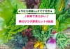 ★増量中！★たてやまかおり菜園『春のサラダ野菜セットＭ８品目』