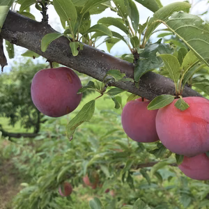 【超減農薬の天然育ちのあま～い李】サマーエンジェル＋アルファ☆南アルプス