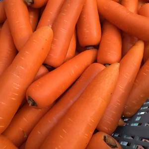 【冬のにんじん】エルザ【サイズいろいろ】