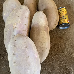 リマ様専用ガッツリさん向け❣️【 はるか、シルク10kg】