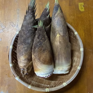 筍 タケノコ ＊送料無料・橋本ふるさと便＊