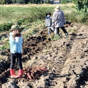 ホクホクの　紅あずま　家庭用2Ｋｇ~5Ｋｇ特大サイズの業務用10Kg