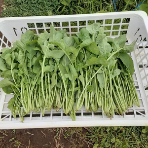 ピリッとした辛みと胡麻の風味が癖になる❕ルッコラ　5点限り❕