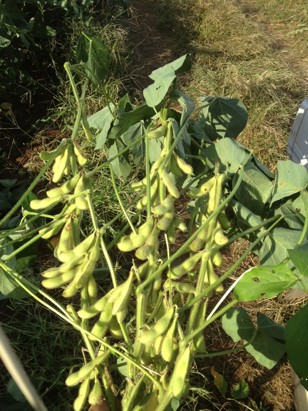 枝豆たっぷり!野菜セット 枝豆をたっぷり500gと季節の野菜6種類