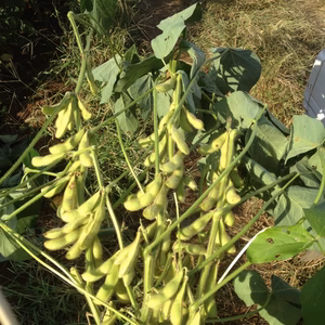 枝豆たっぷり！野菜セット