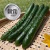 野菜ソムリエ銀賞受賞！シャキッと新鮮きゅうり20本