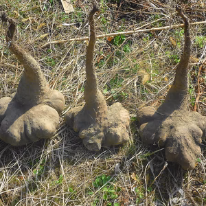 土の力❕自然薯（2ｋｇ）パワーで粘り強～く！～農薬/化学肥料・不使用