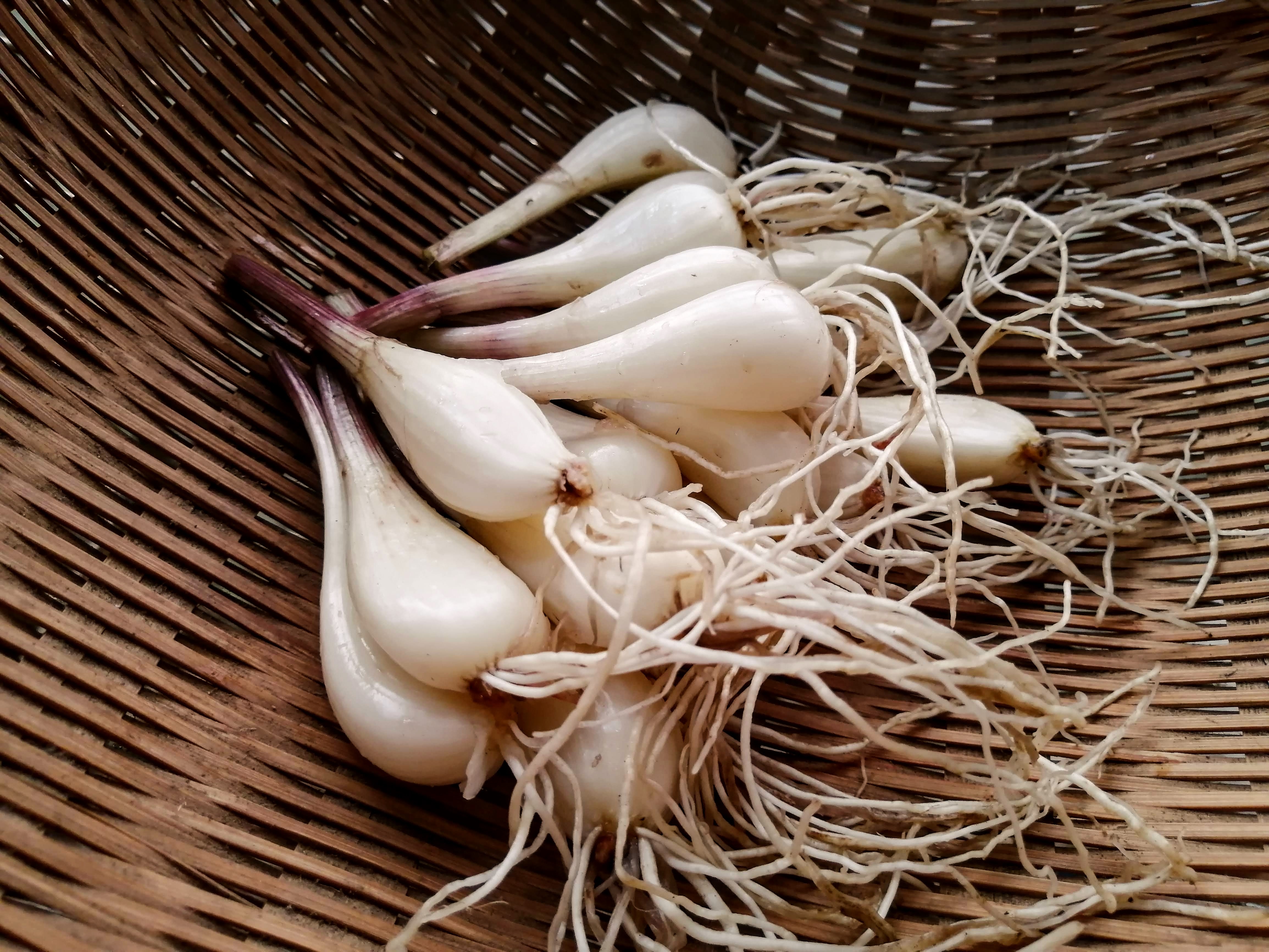 鹿児島県産 新鮮 らっきょう 10kg 鳥取 に次ぐ生産量492 楽天市場】らっきょう 10kgの通販