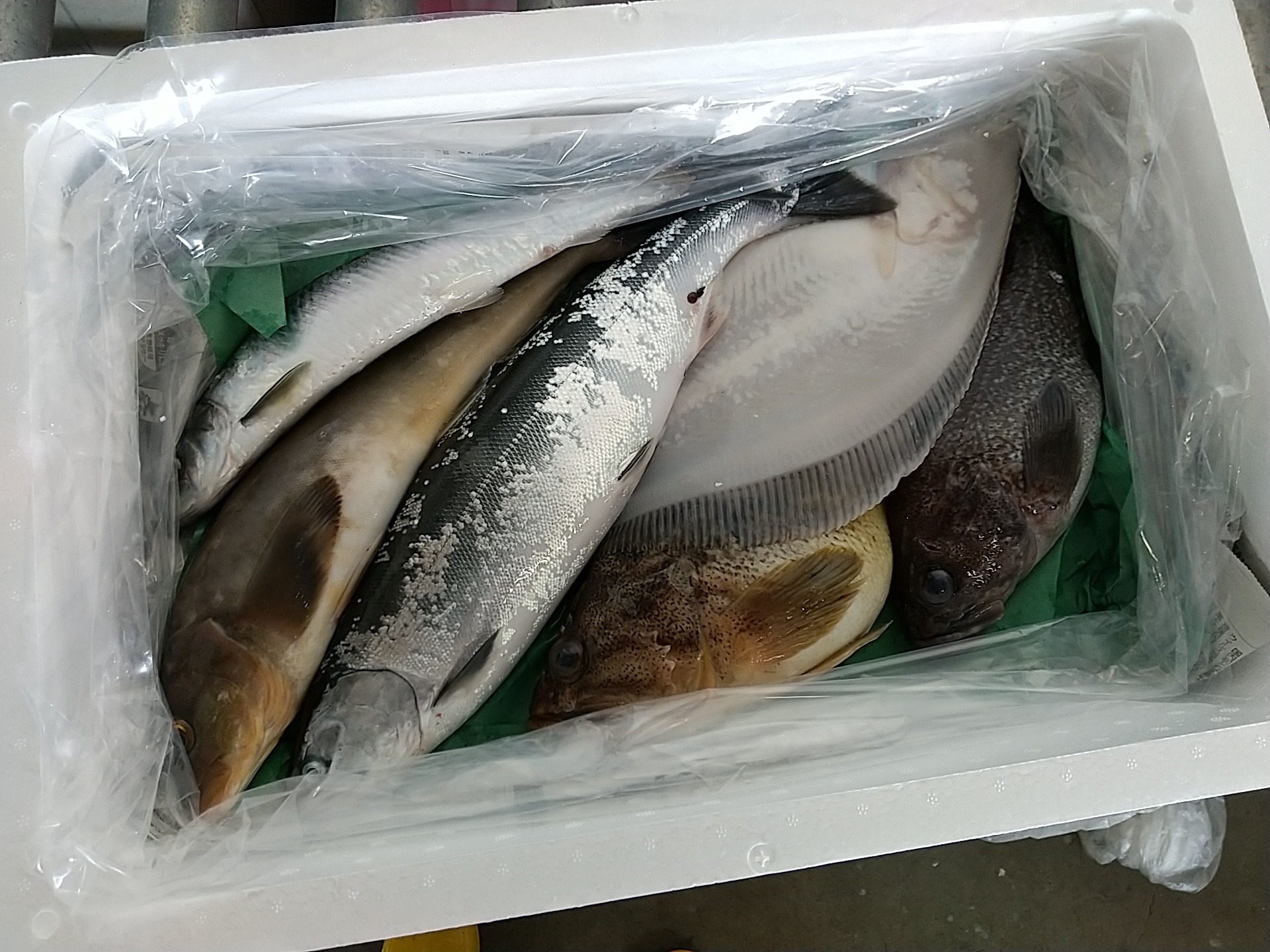 初回購入限定 お試し 匠の活〆 季節の魚詰め合わせセット 農家漁師から産地直送の通販 ポケットマルシェ