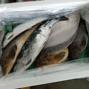 産地の鮮度をそのままに 刺身で食べるニシン 刺身用 急速冷凍 農家漁師から産地直送の通販 ポケットマルシェ