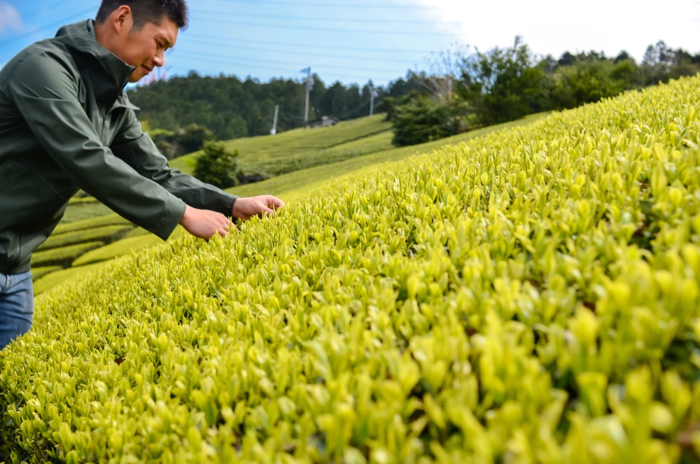 一番茶の「おくはるか」＆「静7132」を使った贅沢ほうじ茶各50g！飲み比べセッ