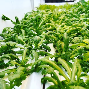 飛騨高山野菜『おおごっつぉ』春菊