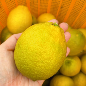 香りに癒される\Flesh Lemon/和歌山県産