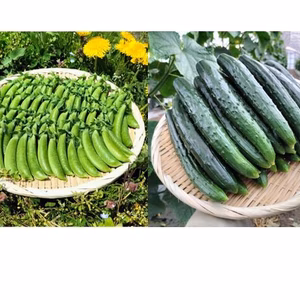 スナップとキュウリのセット