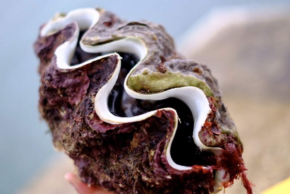 徳之島産 シャコガイ 1 9kg 殻付き 農家漁師から産地直送の通販 ポケットマルシェ