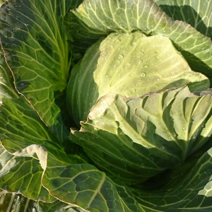 寒くなるほど甘い寒玉キャベツ