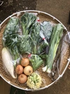 無農薬野菜セット　Lサイズ（12品）　定期便　毎週配送
