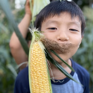 息子が育てたスイートコーン　4本一箱　こうたのうえん