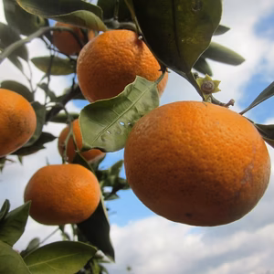 瀬戸内よりお届け！いまが旬の温州みかん（南柑20号）