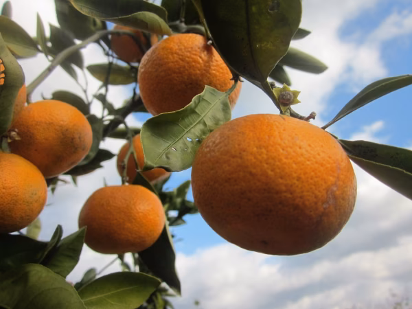 瀬戸内よりお届け！いまが旬の温州みかん（南柑20号）