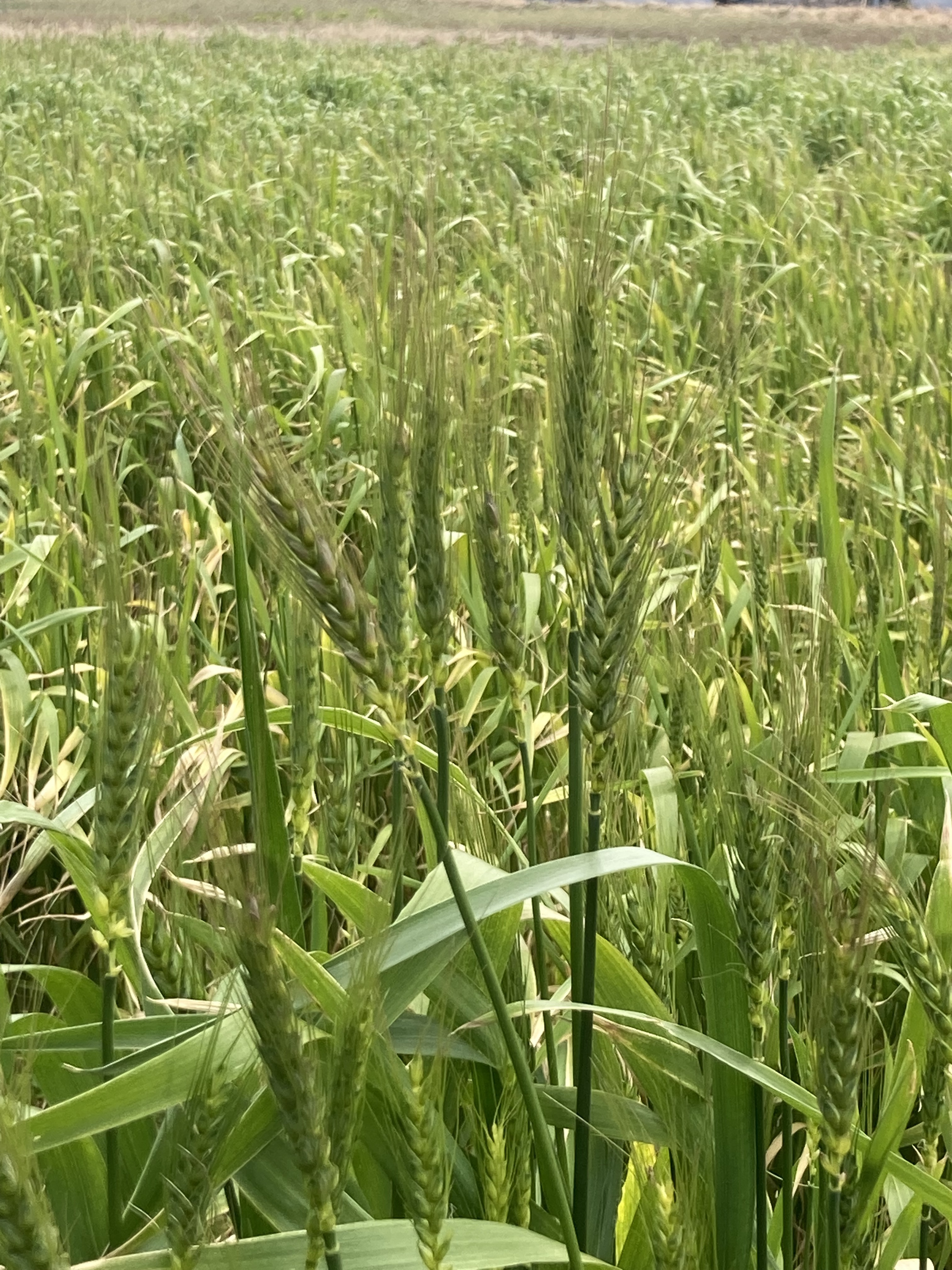 小麦の薄力粉1500g 桜島の恵み 無農薬 無肥料 除草剤不使用｜米・穀類