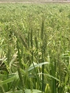 小麦の強力粉1800g 桜島の恵み 無農薬 無肥料 除草剤不使用