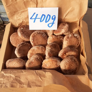 ステーキが美味い❣Ｌサイズ椎茸(菌床)　コンパクト箱に入るだけ23日朝8時迄