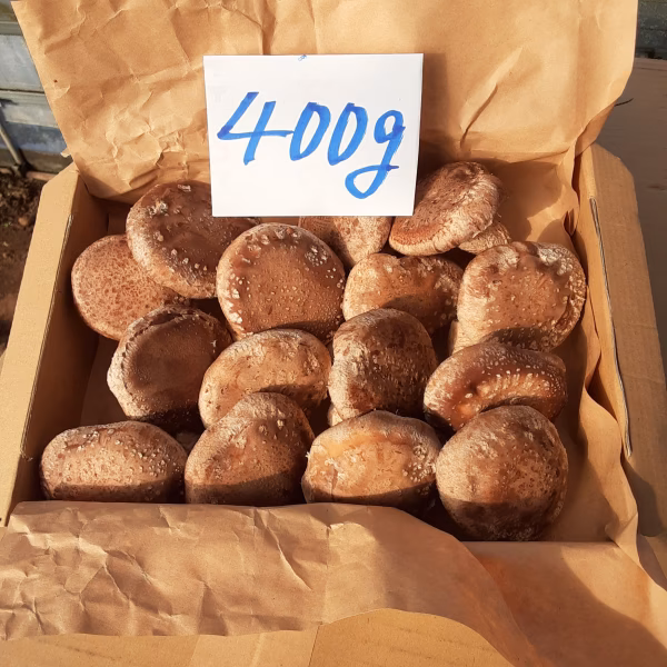 ステーキが美味い❣Ｌサイズ椎茸(菌床)　コンパクト箱に入るだけ23日朝8時迄