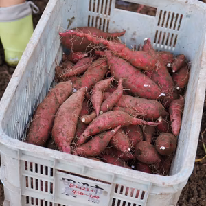 【SS~Sサイズ】「特別栽培品」金時芋（土付）　追熟1ヶ月