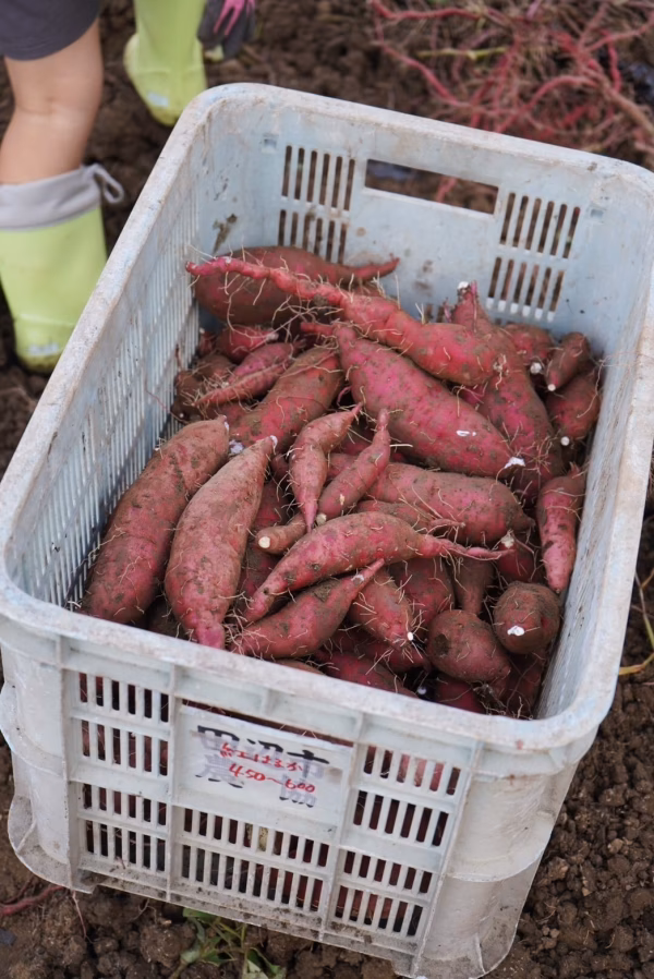 【SS~Sサイズ】「特別栽培品」金時芋（土付）　追熟1ヶ月