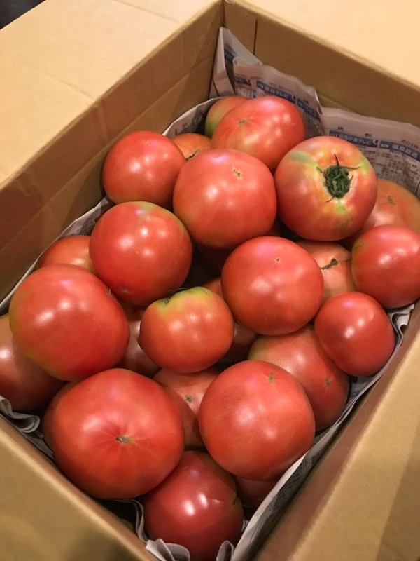 減農薬 桃太郎 トマト 約６kg ２４個〜