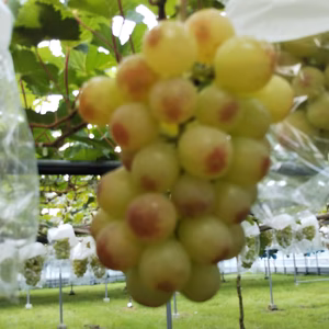 ベニタマキ食べてみてん‼️美味しいちゃが。紅環一房と訳ありシャイン粒パック
