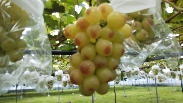 ベニタマキ食べてみてん‼️美味しいちゃが。紅環一房と訳ありシャイン粒パック