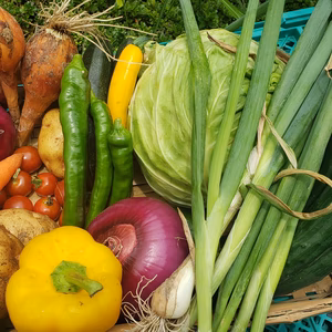 旬の京野菜詰め込みセット！100サイズ