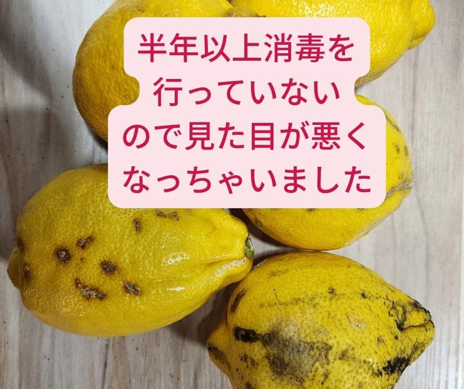 困ってます　訳あり種なしレモン　売り切り数量限定